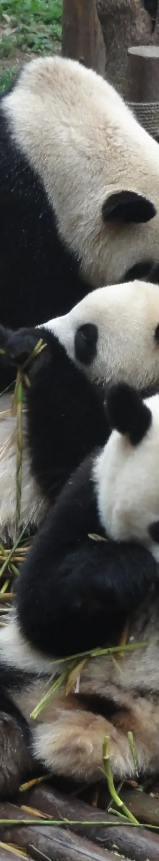 Spannendes in Chengdu entdecken